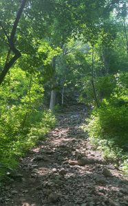 Longevity Hike (Mt-Royal) August 16th, 2025